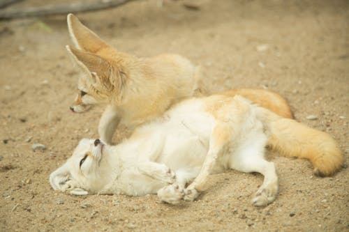 Free Foxes on the Ground Stock Photo
