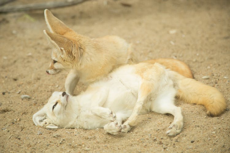 Foxes On The Ground