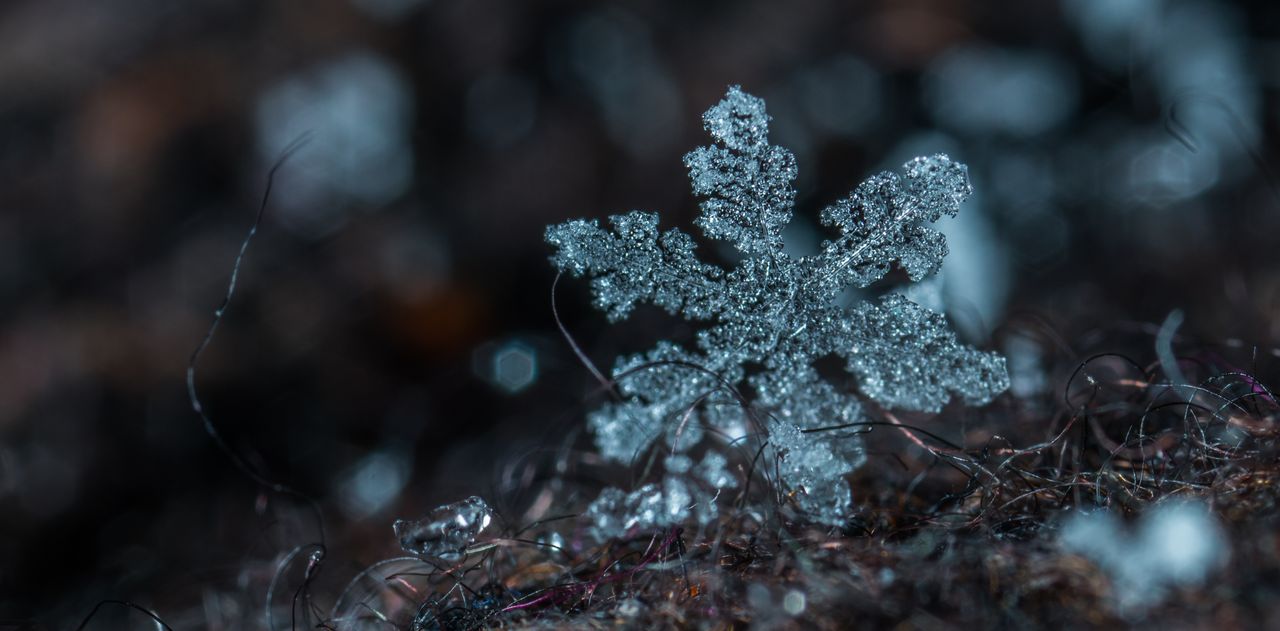 detailed macro shot capturing the intricate beauty of a single frosty