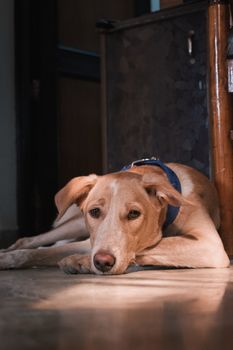 A relaxed dog with a collar lying on the floor in a sunlit room.
