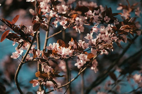 Close Up Photo of Magnolia Flowers