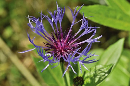 Free stock photo of blooming flowers, blue flower, petals