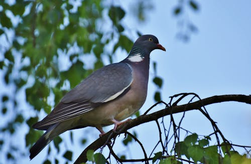 Free stock photo of bird, dove, wild bird