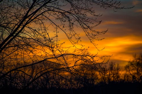 Free Silhouette Photo of Branches of Tree During Dusk Stock Photo