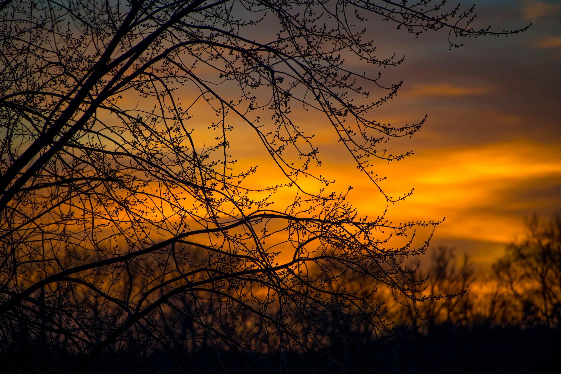 Silhouette of tree branches against a vibrant golden sunset sky in Dickerson, Maryland.