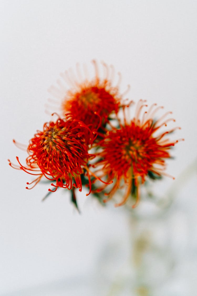 Red Protea Flowers