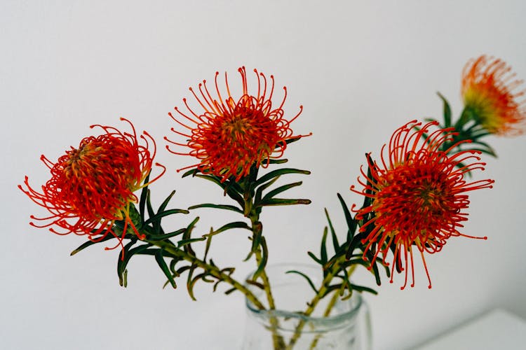 Red Protea Flowers In A Vase