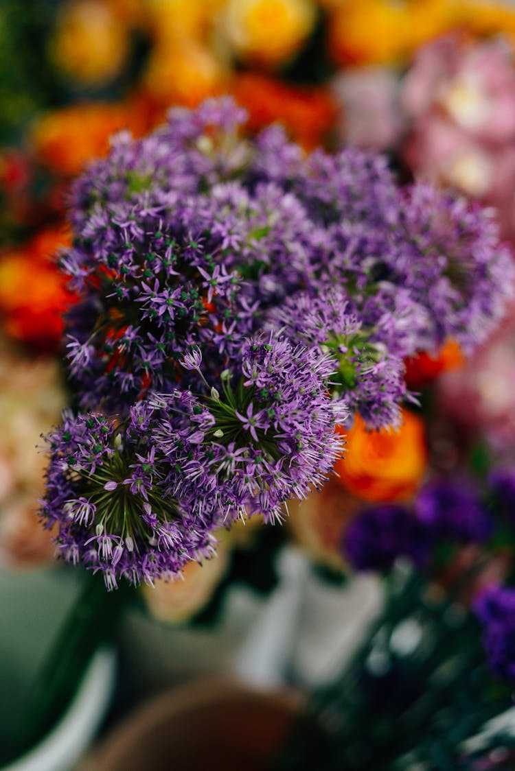 Purple Allium Flowers