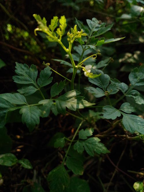 Ilmainen kuvapankkikuva tunnisteilla kasvikunta, kesä, lähikuva