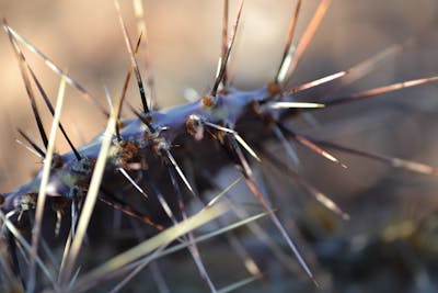 :  "Black Quills and Scabby Growths: The Growing Phenomenon of Rabbits' Tentacle-Like Growths Around Their Faces in Colorado"  This title encapsulates the key elements—black quills, scabby growths, rabbits, Colorado—and highlights the alarming nature of t