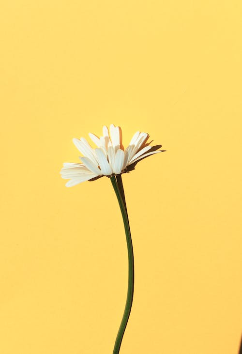Бесплатное стоковое фото с белый цветок, вертикальный выстрел, желтый фон