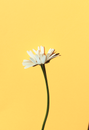 White Flower With Green Stem