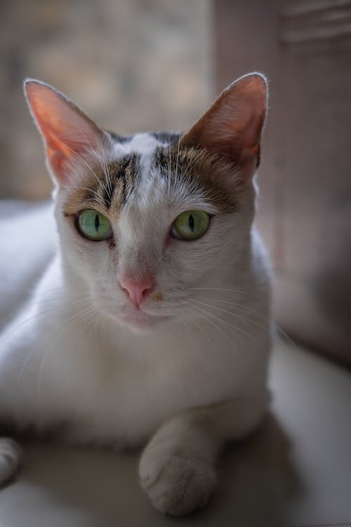 White and Brown Cat Lying on the Floor