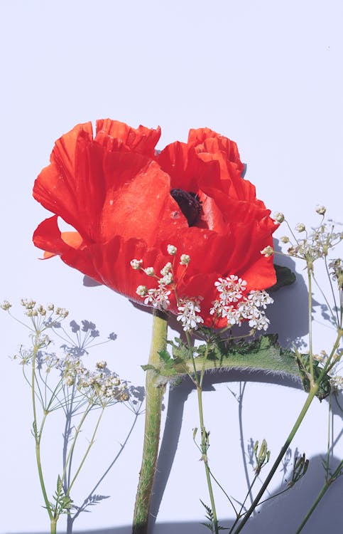 Fotobanka s bezplatnými fotkami na tému biele pozadie, červená, červený kvet