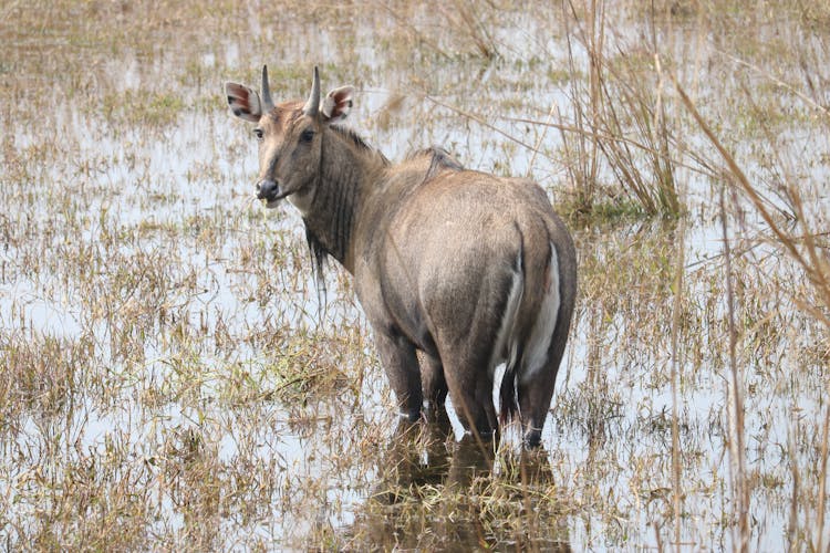 Cow Standing On Wetland