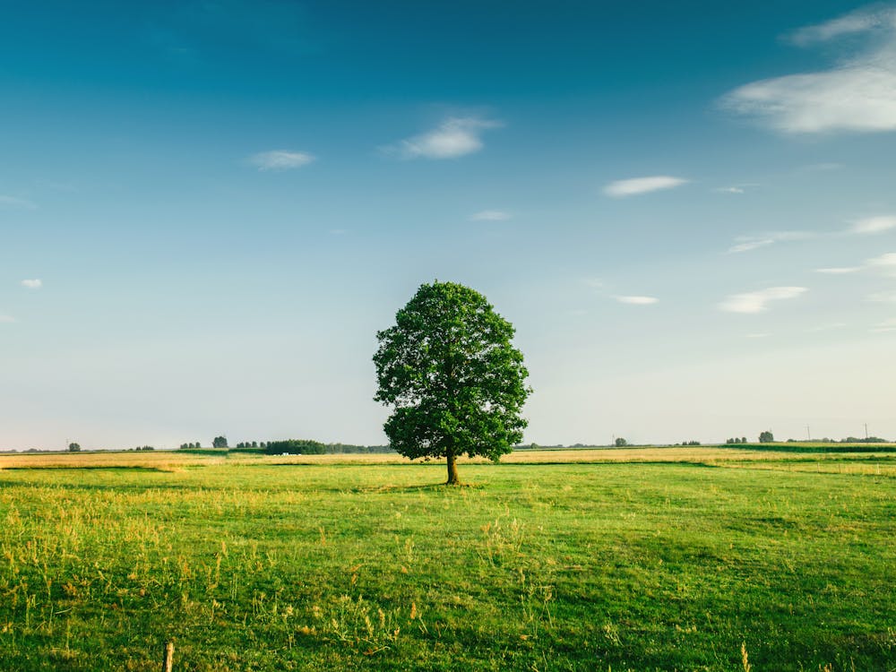 tree in field