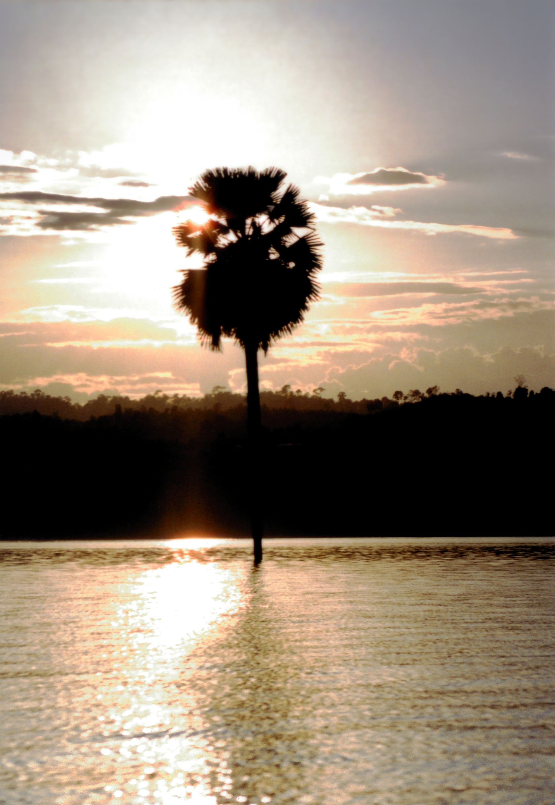 A tranquil sunset silhouette with a palm tree and water reflection in Thailand.