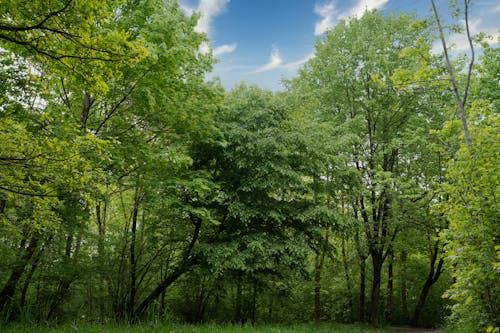 녹색, 숲, 자연의 무료 스톡 사진