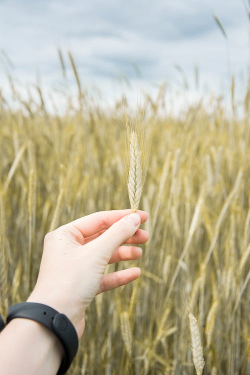 밀, 수직 쐈어, 잡고 있는의 무료 스톡 사진