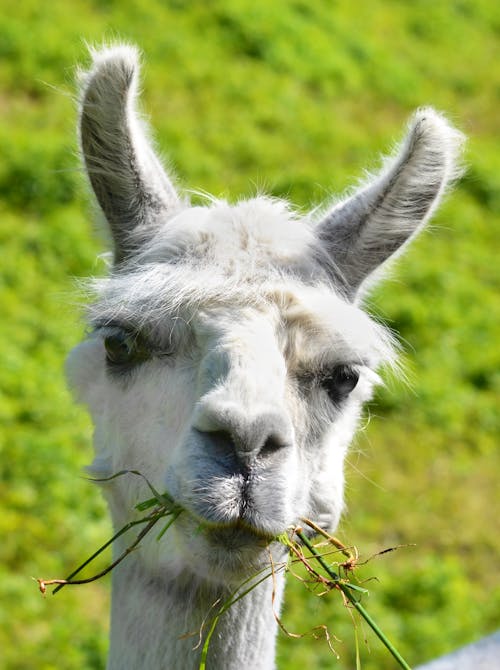 Free stock photo of animal, grass, llama