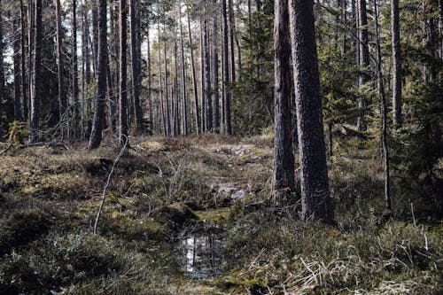 Trees and Grass in the Forest