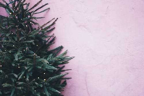 Photo of Green Leaf Plant Near Pink Paint Wall