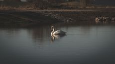 White Swan on Water