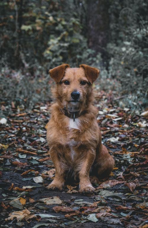 Free A brown dog sits on a leaf-covered path in an autumn forest, gazing calmly. Stock Photo
