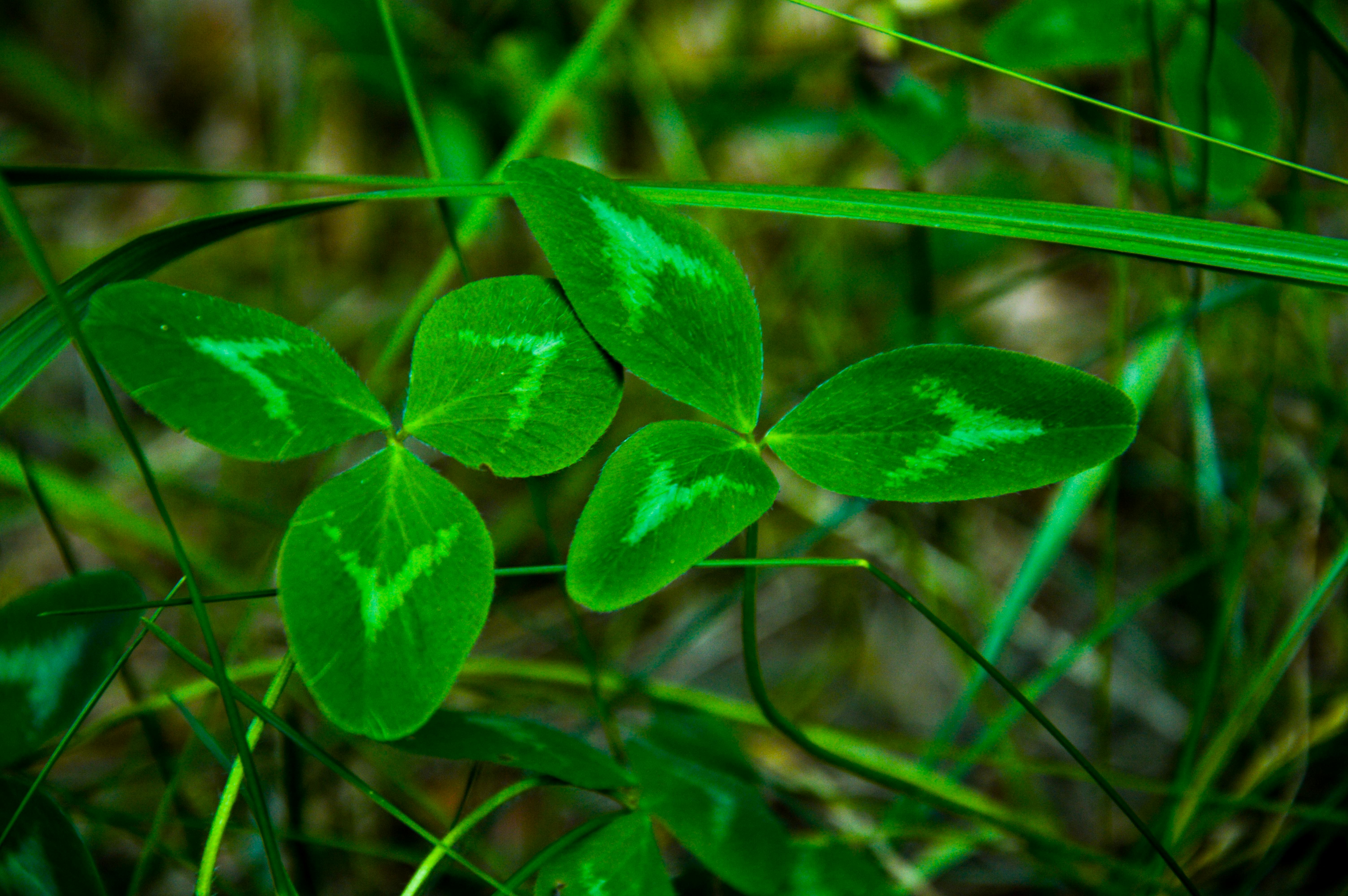 Free stock photo of clover, grass