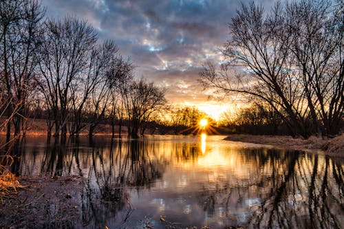 Immagine gratuita di acqua, alba, alberi spogli