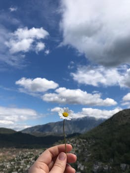 A delicate white daisy held against a picturesque mountain backdrop in Beykoz, Turkey.