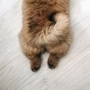 Brown Fur Textile on White Wooden Table
