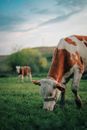 Free stock photo of agriculture, animal, beef cattle