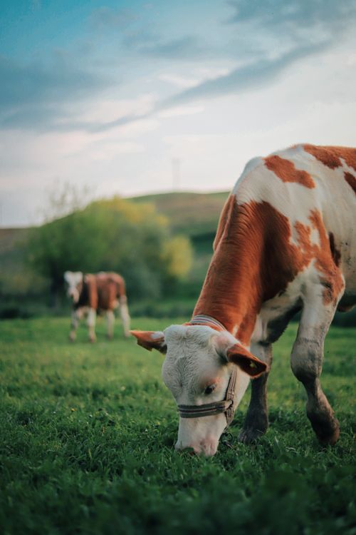 Free Cows grazing peacefully in a lush, green rural landscape under a cloudy sky. Stock Photo