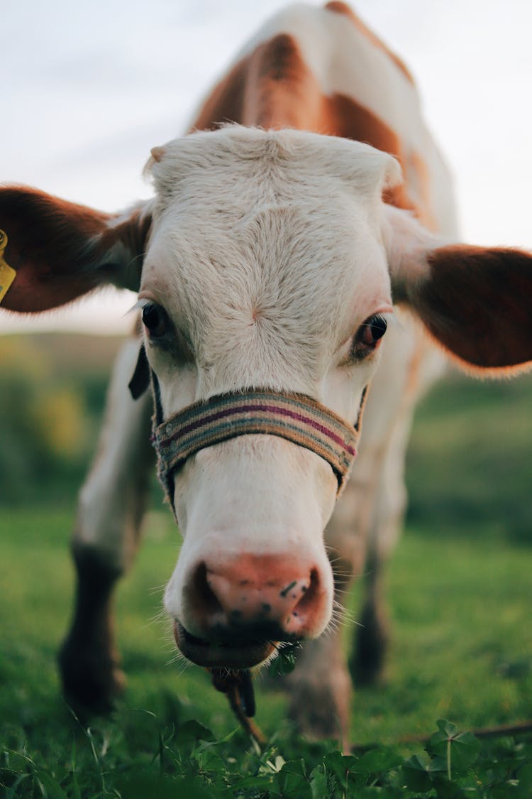 Cute Calf On Green Grass Field