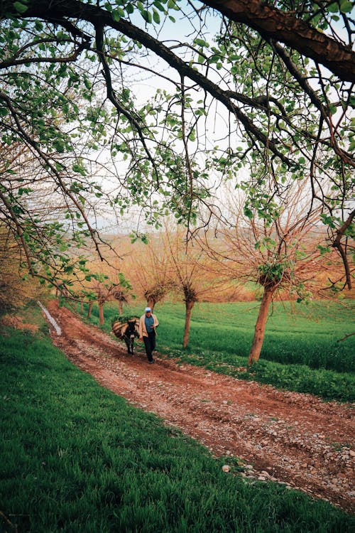 나무, 농경지, 농업의 무료 스톡 사진
