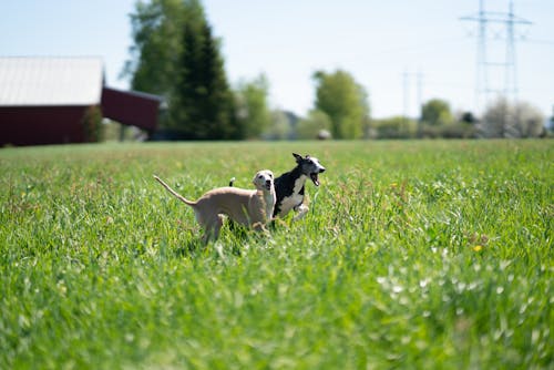 Dogs Running on Tall Grass 