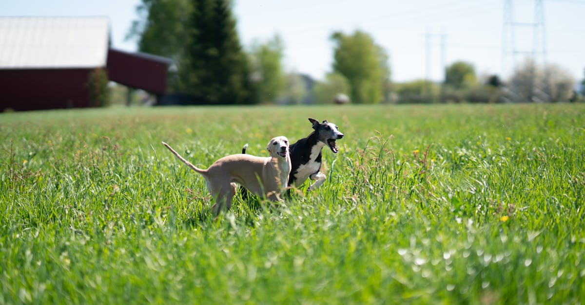 Why is my dog's nose running green snot