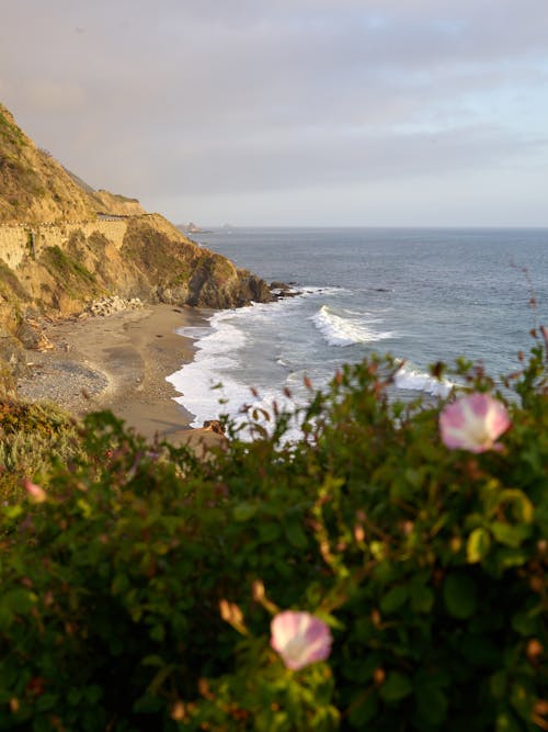 Free stock photo of beach, cliff, flower Stock Photo