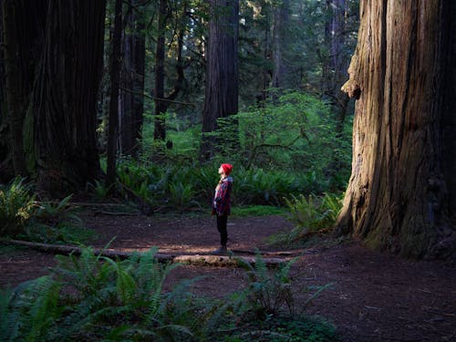 Fotos de stock gratuitas de al aire libre, árbol, bosque