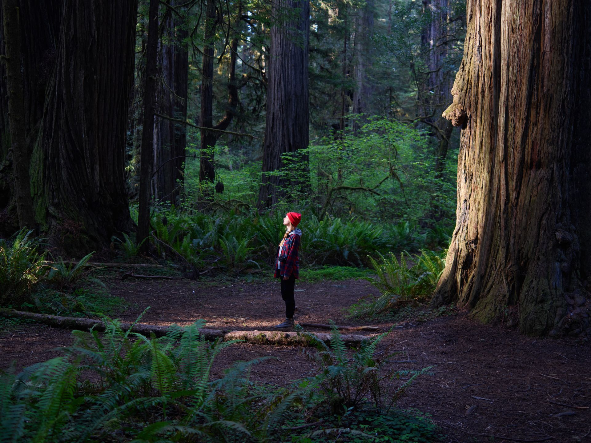 Walk among the ancient, towering giants of the majestic Sequoia National Park