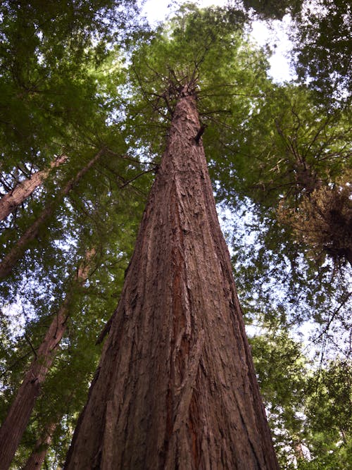 Foto d'estoc gratuïta de arbre alt, bagul, escorça