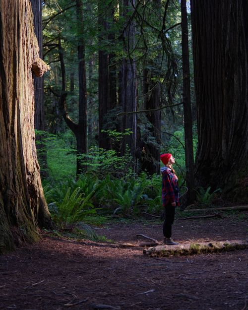 Free Individual standing in a lush forest, looking up at towering trees with a red beanie. Stock Photo