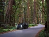 Free stock photo of car, conifer, cypress
