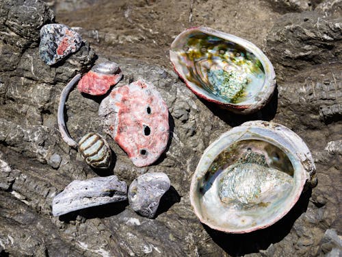 Seashells on Brown Rocky Ground