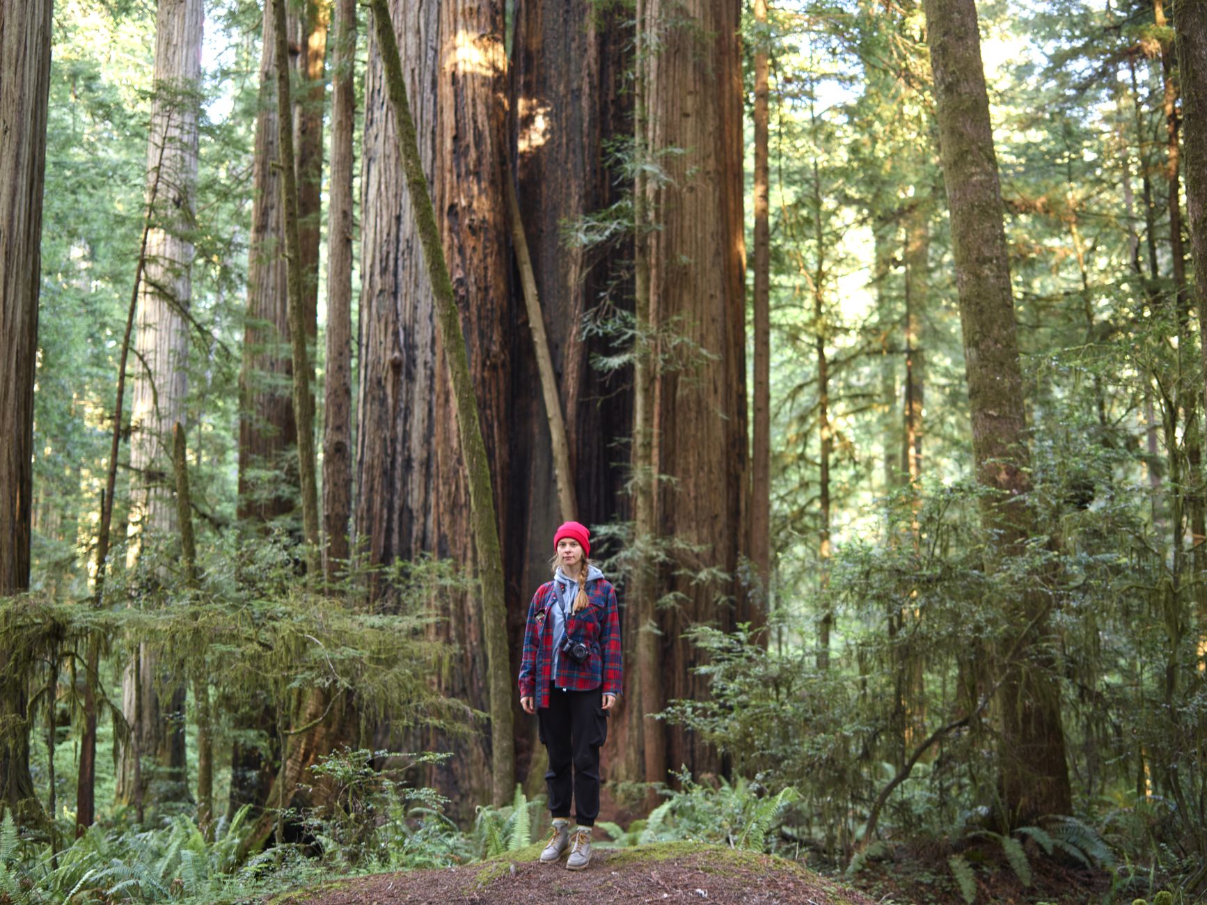 Woman in plaid shirt stands among towering redwoods in a serene forest.