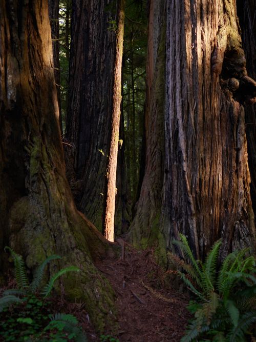 Free Sunlight streaming through ancient redwoods with lush ferns on the forest floor. Stock Photo