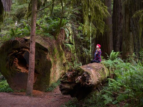Free A woman sitting on a fallen tree surrounded by vibrant greenery and ferns in a tranquil forest setting. Stock Photo