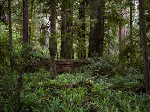 Ingyenes stockfotó dzsungel háttér, erdő, erdőség témában