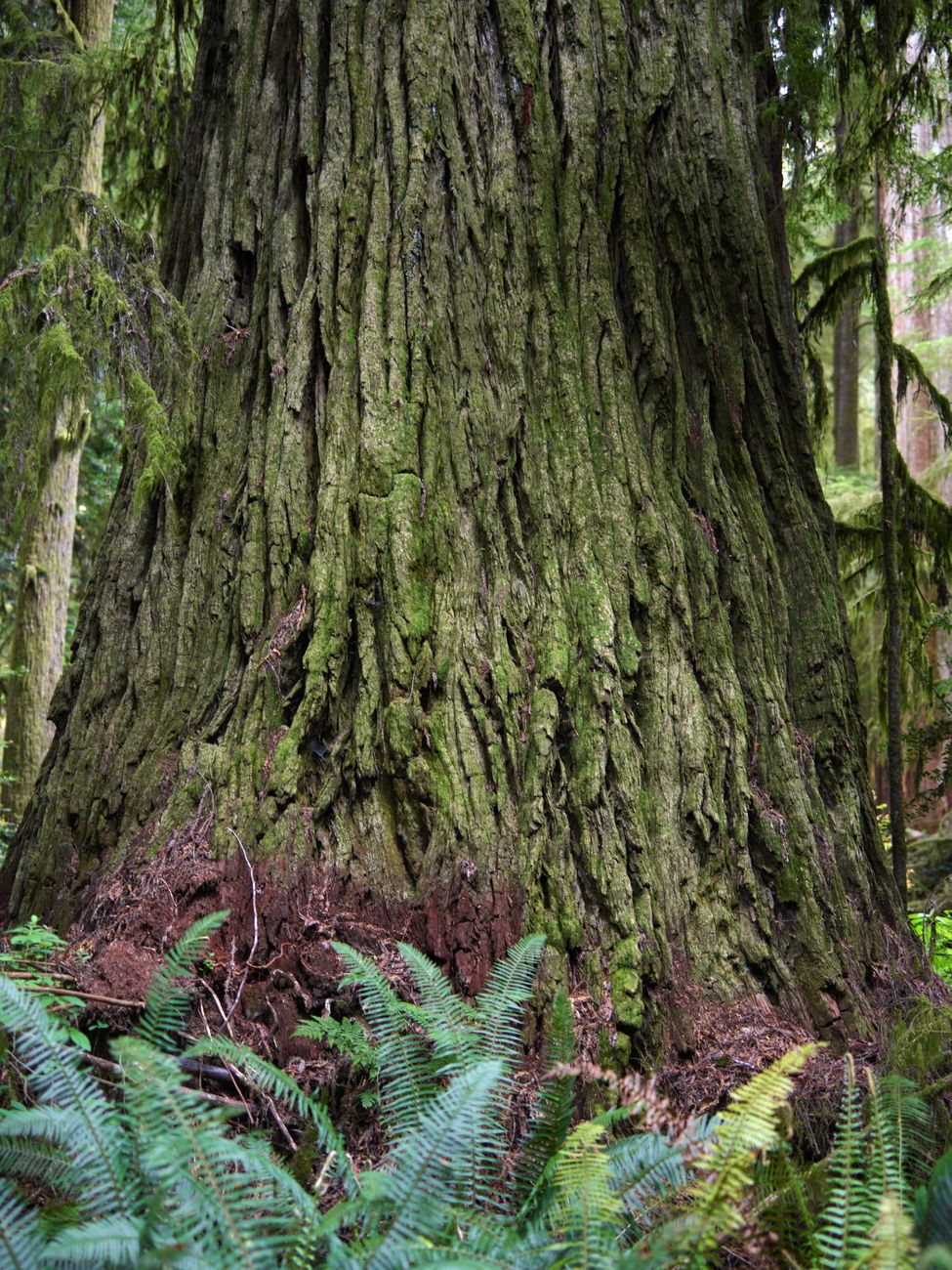 Close-up of a moss-covered tree trunk surrounded by ferns in a lush forest environment.. pexels, close, moss